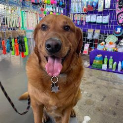 Accesorios De Mascotas Lolúka Pet (Santiago de Querétaro)
