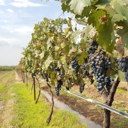 Área De Degustación De Vino La Redonda (Ezequiel Montes)