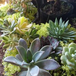 Aura Vivero (Santiago de Querétaro)