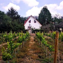 Bodegas Vaivén (Santiago de Querétaro)