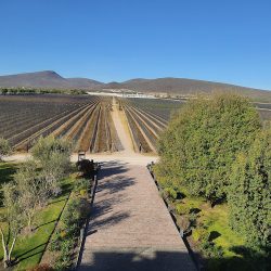 Casa Vitivinícola Bodegas De Cote (Tunas Blancas)