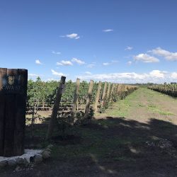 Cava 57 (San Juan del Río)