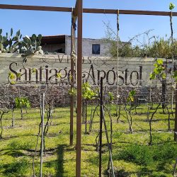 Compañia Vinicola San Patricio (Tequisquiapan)