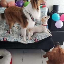 Dely Doggy (Santiago de Querétaro)
