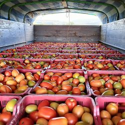 Frutas Y Verduras Hnos Cruz (Santiago de Querétaro)