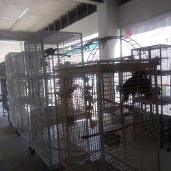 Loros Queretaro (Santiago de Querétaro)