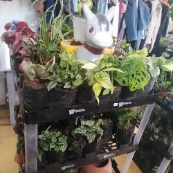 Mi Jardín Picudo (Santiago de Querétaro)