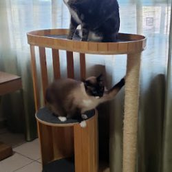 Michu Mobiliario Para Gatos (Santiago de Querétaro)