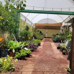 Nativa Jardineria Y Plantas (Santiago de Querétaro)
