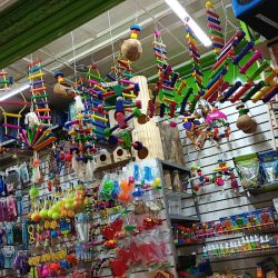 Pet Lovers México Santa Mónica (Santiago de Querétaro)