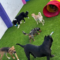 Pet´s Republic | Hotel Para Perros (Santiago de Querétaro)