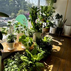 Plant Shop Monterrey (Santiago de Querétaro)