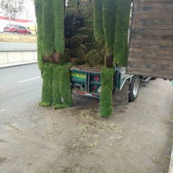 Proveedores De Pasto En Rollo (Santiago de Querétaro)