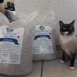 Queretogatos (Santiago de Querétaro)