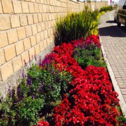 Sustenta - Servicios Integrales De Jardinería (Santiago de Querétaro)