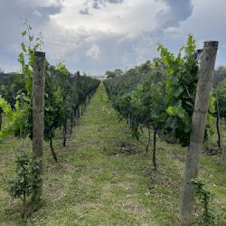 Terruño 57 (San Juan del Río)