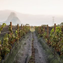 Tierra De Peña - Vino Natural (Bernal)