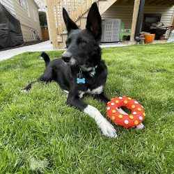 Veterinaria Como Perros Y Gatos (Santiago de Querétaro)