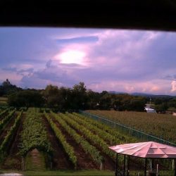 Viña Tx (Tequisquiapan)