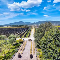 Viñedo De Cote (Queretaro)