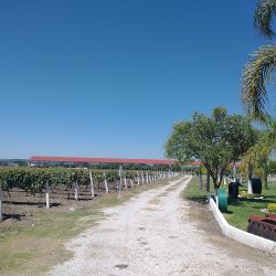 Viñedo Los Rosales (Tequisquiapan)