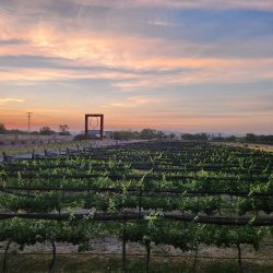 Viñedo Tierra De Alonso (Purísima de Cubos)