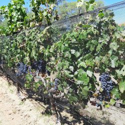 Viñedos Del Polo (Tequisquiapan)