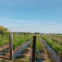 Viñedos Don Barrón (La Llave)