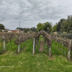 Viñedos Tres Sarmientos (San Juan del Río)