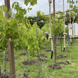 Vinos Santiago Apostol (Tequisquiapan)