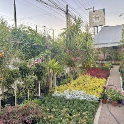 Vivero (Santiago de Querétaro)