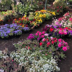 Vivero La Palma (Santiago de Querétaro)