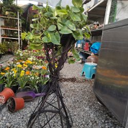 Vivero Mi Xochimilquito Querido (Santiago de Querétaro)