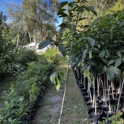 Vivero Mis Amores (Santiago de Querétaro)
