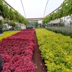 Vivero Nuevo Amanecer Querétaro (Santiago de Querétaro)