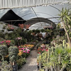 Vivero San Pedrito (San José el Alto)