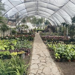Vivero Vida Giardan (Santiago de Querétaro)