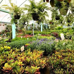 Vivero Yañez (El Pueblito)